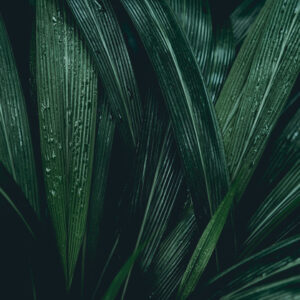 Mehrteiliges Bild Dunkelgrüne Blätter Im Makromaßstab