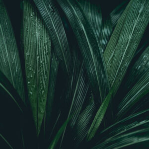 Mehrteiliges Bild Dunkelgrüne Blätter Im Makromaßstab