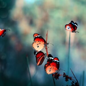 Mehrteiliges Bild Bunte Schmetterlinge Im Makromaßstab