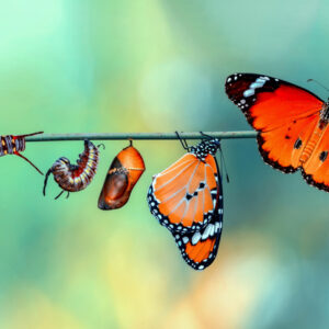 Mehrteiliges Bild Bunte Raupen Und Schmetterlinge Im Makromaßstab