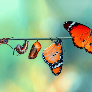 Mehrteiliges Bild Bunte Raupen Und Schmetterlinge Im Makromaßstab