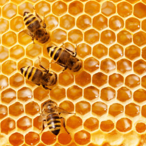 Mehrteiliges Bild Bienen Auf Der Wabe