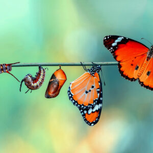 Mehrteiliges Bild Bunte Raupen Und Schmetterlinge Im Makromaßstab