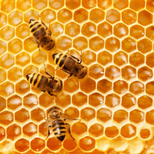 Mehrteiliges Bild Bienen Auf Der Wabe