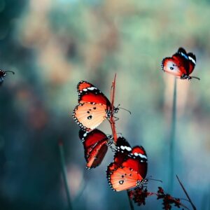 Mehrteiliges Bild Bunte Schmetterlinge Im Makromaßstab