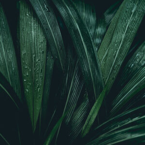 Mehrteiliges Bild Dunkelgrüne Blätter Im Makromaßstab