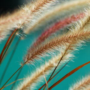 Mehrteiliges Bild Pflanzen Im Makromaßstab