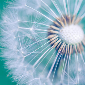 Mehrteiliges Bild Löwenzahn Im Makromaßstab