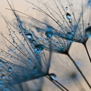 Mehrteiliges Bild Löwenzahn Mit Wassertropfen Im Makromaßstab