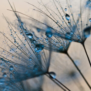 Mehrteiliges Bild Löwenzahn Mit Wassertropfen Im Makromaßstab