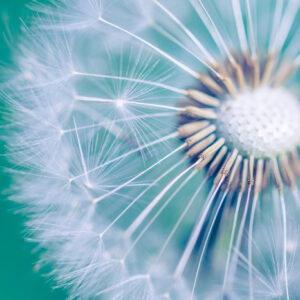 Mehrteiliges Bild Löwenzahn Im Makromaßstab