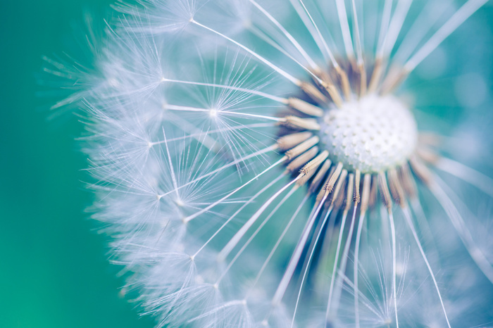 Mehrteiliges Bild Löwenzahn Im Makromaßstab